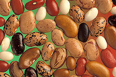 A variety of bean seeds.